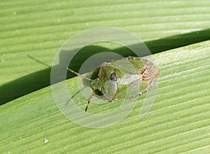 Green Shieldbug aka Palomena prasina - top view photo